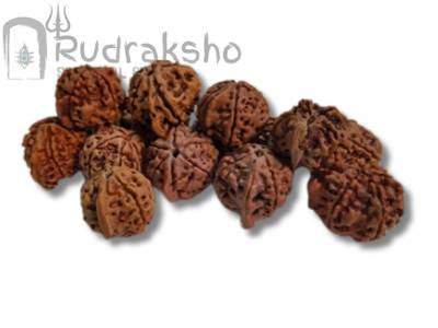 Rudraksha Beads